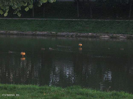 Утки в парке Черное озеро